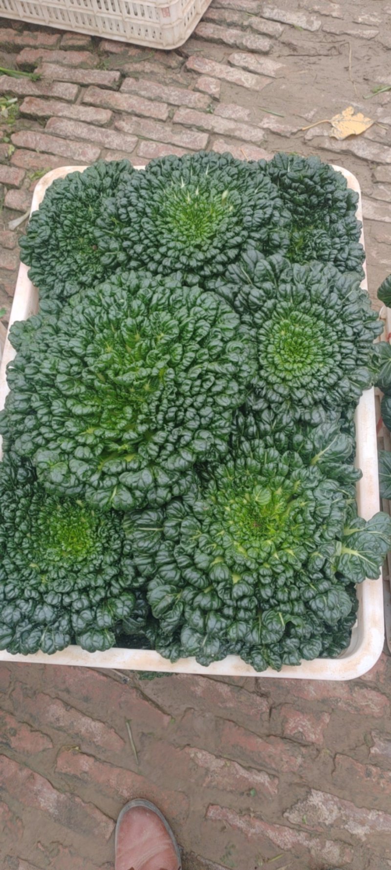 乌塌菜