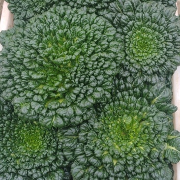 乌塌菜