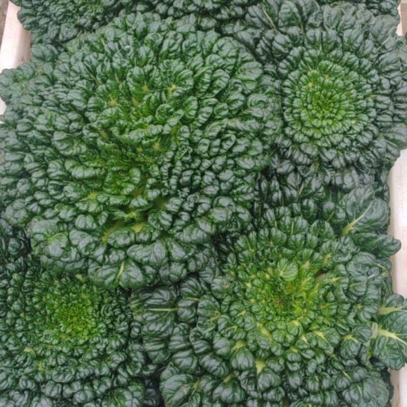 乌塌菜