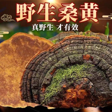 桑黄西藏桑树桑黄优质桑黄规格齐全货源充足闪电发货