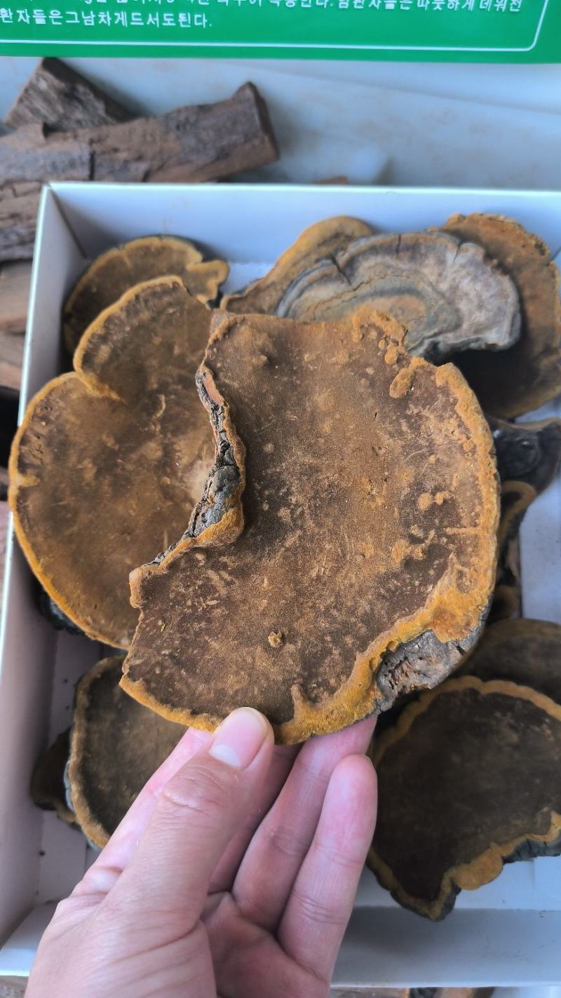 桑黄西藏桑树桑黄优质桑黄规格齐全货源充足闪电发货