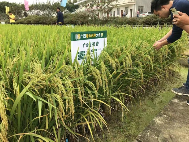 广8优郁香大量上市