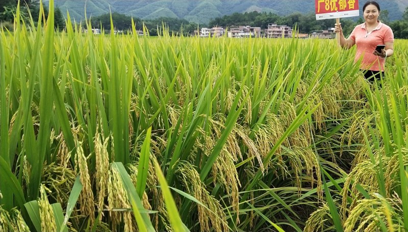 广8优郁香大量上市