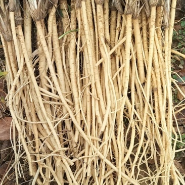 段栽防风种苗防风种苗