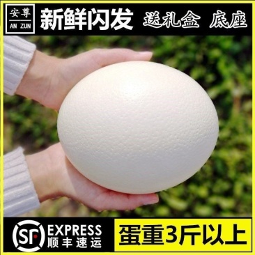 超特大鸵鸟蛋新鲜鸸鹋蛋食用蛋大号不受精五月端午节