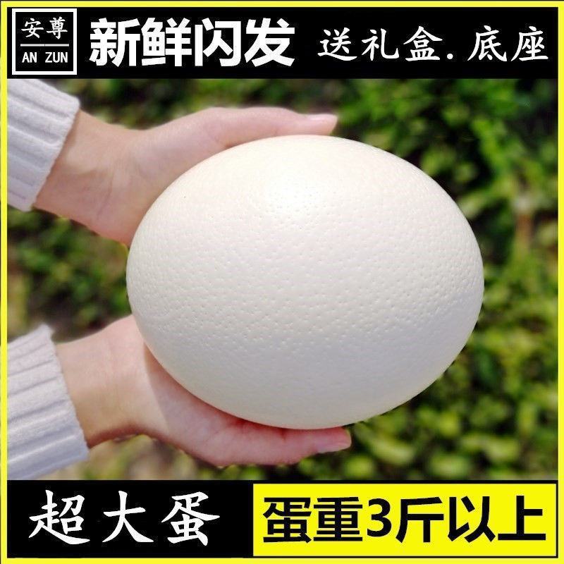 超特大鸵鸟蛋新鲜鸸鹋蛋食用蛋大号不受精五月端午节