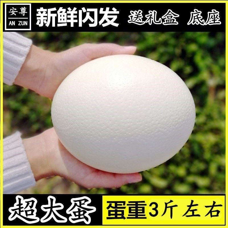 超特大鸵鸟蛋新鲜鸸鹋蛋食用蛋大号不受精五月端午节