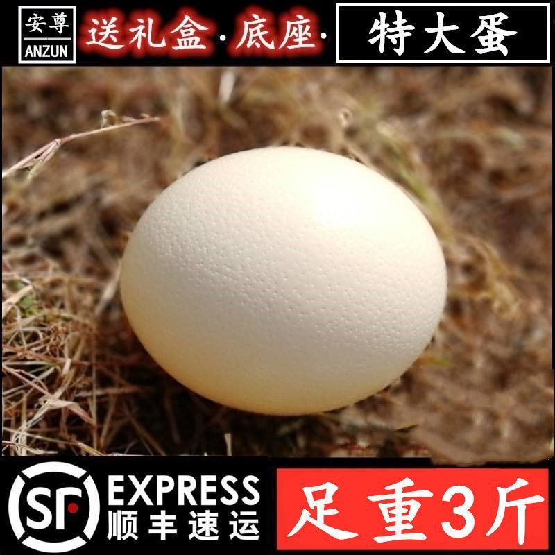 超特大鸵鸟蛋新鲜鸸鹋蛋食用蛋大号不受精五月端午节