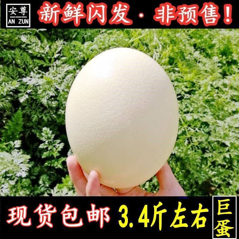 超特大鸵鸟蛋新鲜鸸鹋蛋食用蛋大号不受精五月端午节