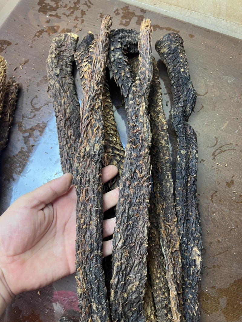 油苁蓉2根一斤阿拉善肉苁蓉整根内蒙古发货非锁阳
