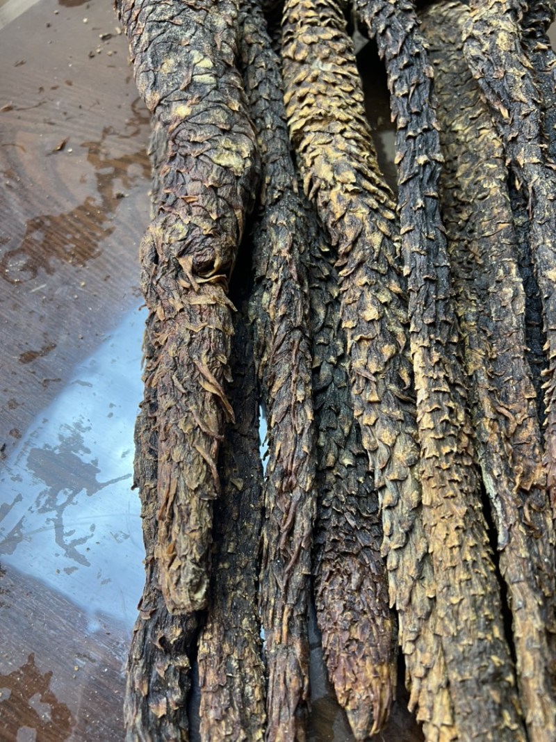 油苁蓉2根一斤阿拉善肉苁蓉整根内蒙古发货非锁阳