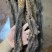 油苁蓉2根一斤阿拉善肉苁蓉整根内蒙古发货非锁阳