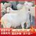 美国白山羊活体种羊3到6个月小山羊幼苗一对怀孕母羊配种公