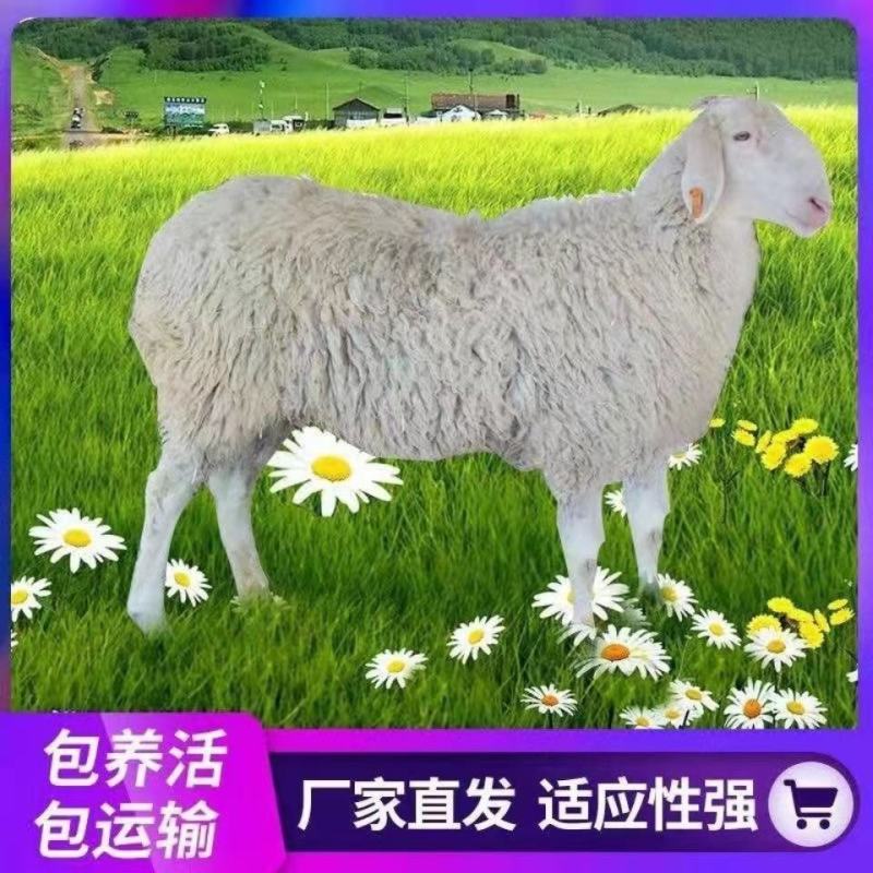 纯种小尾寒羊活羊羊羔绵羊母羊孕肥小羊活苗大型种羊绵羊活体