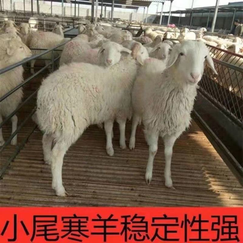 纯种小尾寒羊活羊羊羔绵羊母羊孕肥小羊活苗大型种羊绵羊活体