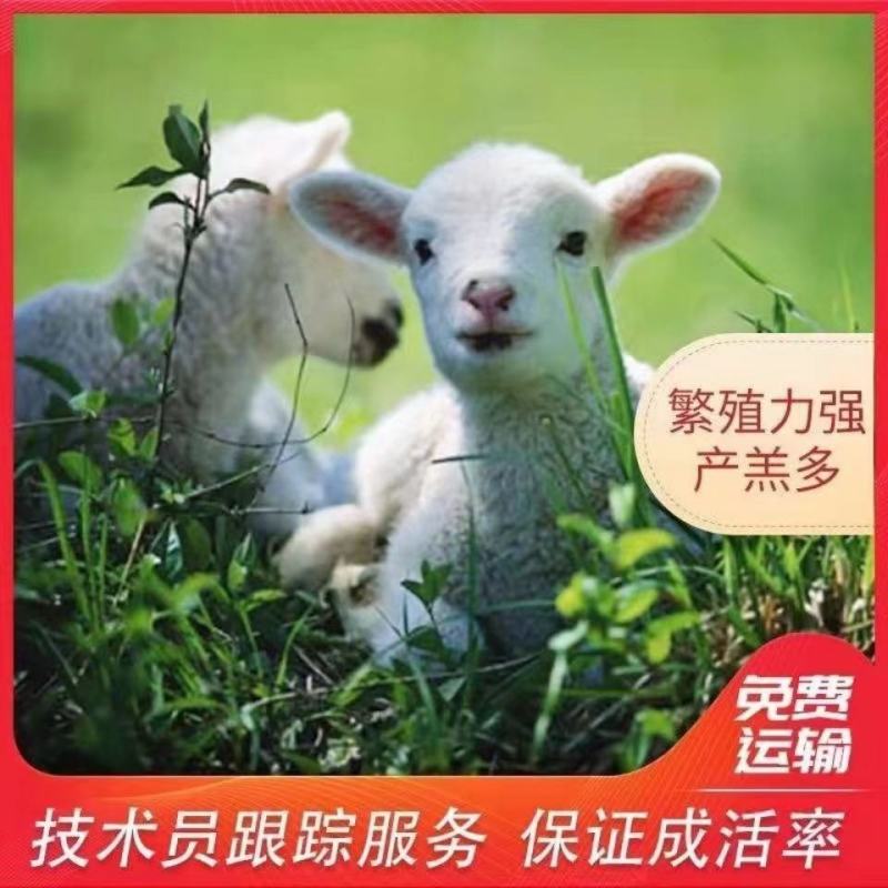 纯种小尾寒羊活羊羊羔绵羊母羊孕肥小羊活苗大型种羊绵羊活体