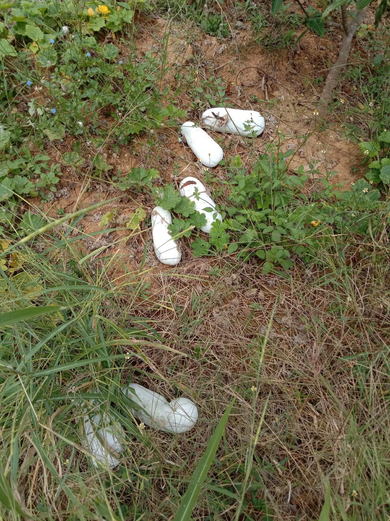 云南特产小香冬爪