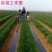 麦地套种辣椒播种机4行小麦套播辣椒覆膜播种机2行朝天椒播