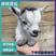 侏儒羊宠物羊活体羊尼日利亚矮山羊学生宠物家养观赏羊
