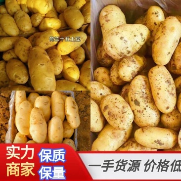 【实力推荐】土豆荷兰十五土豆产地供应黄皮黄心