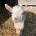 侏儒羊宠物羊活体羊尼日利亚矮山羊学生宠物家养观赏羊