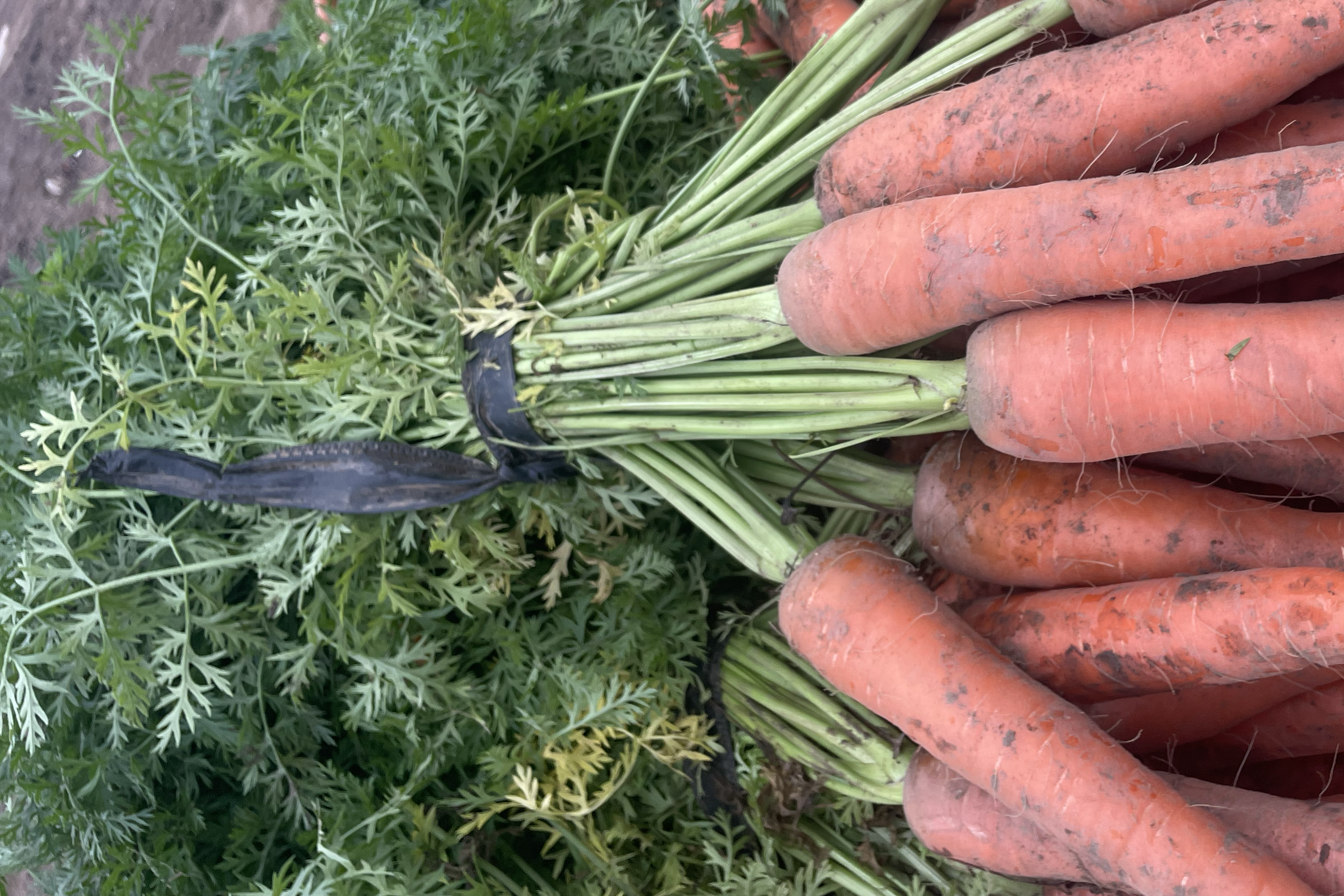 羽衣甘蓝与胡萝卜搭配制作的健康沙拉