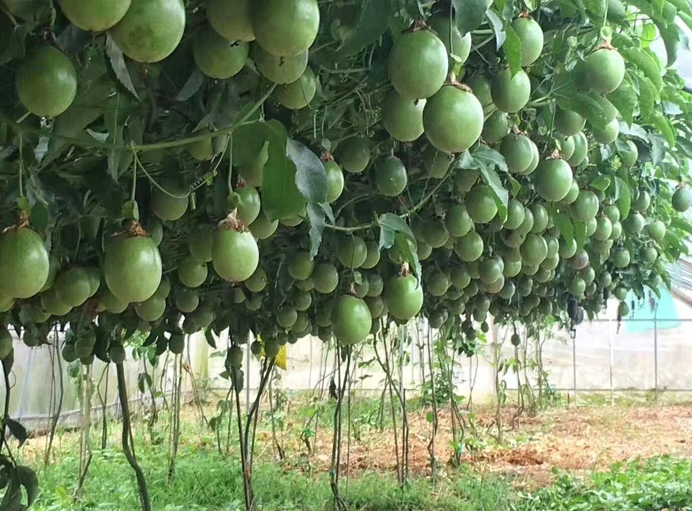 黄金百香果温室大棚种植实景,用于北方冬季种植 黄金百香果温室大棚种植实景