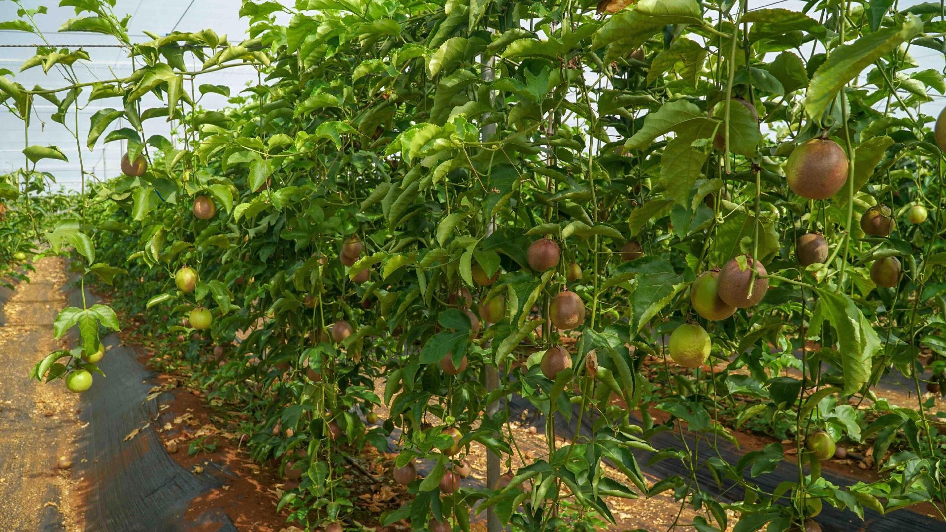 黄金百香果种植园