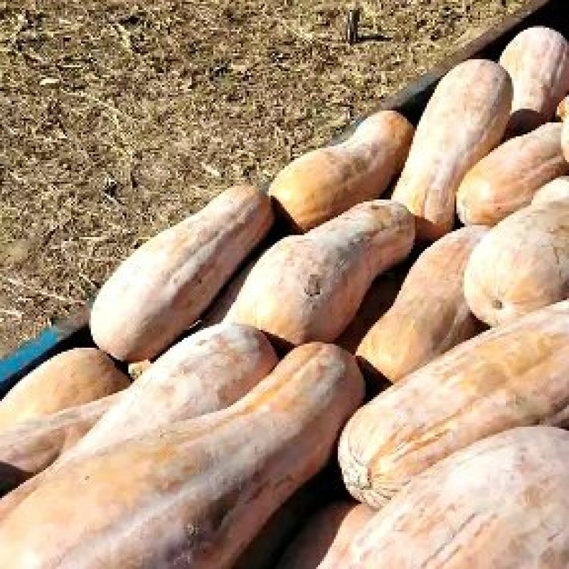 【推荐】河北蜜本南瓜基地直供量大从优欢迎来电咨询