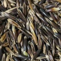 呼伦贝尔当地黑皮燕麦，容重490-510水分12以内自然