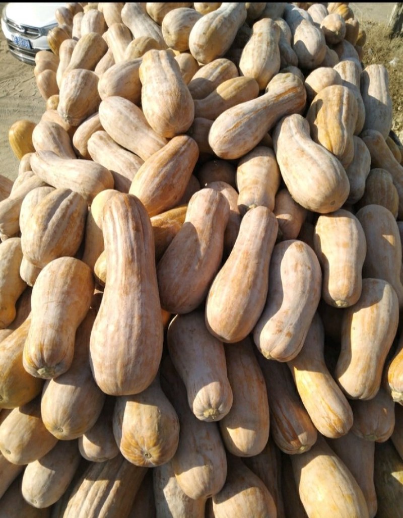 【推荐】河北蜜本南瓜基地直供量大从优欢迎来电咨询