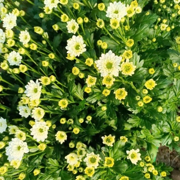 彩菊