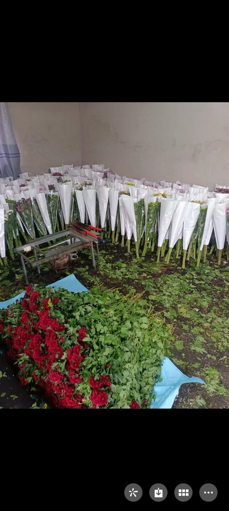 彩菊