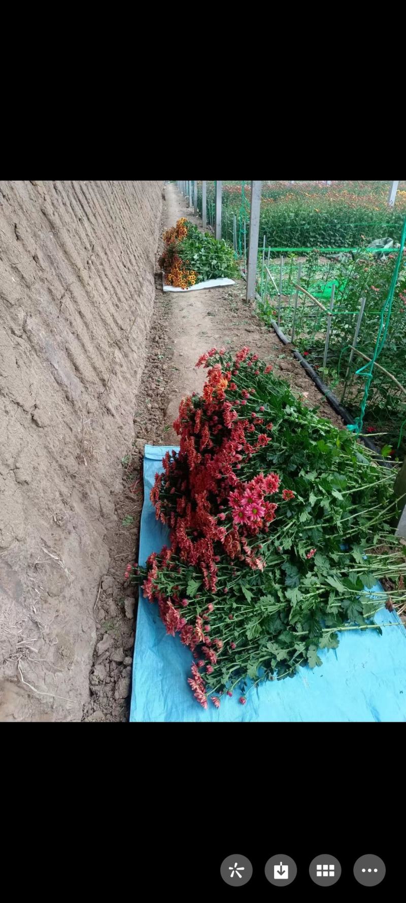 彩菊