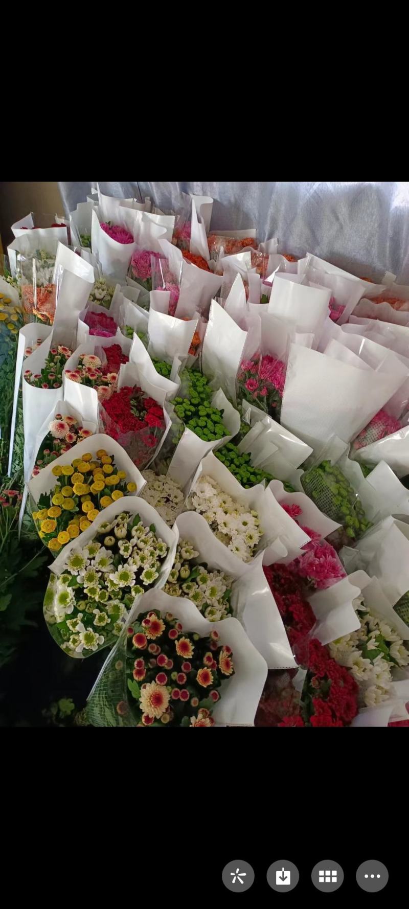 彩菊
