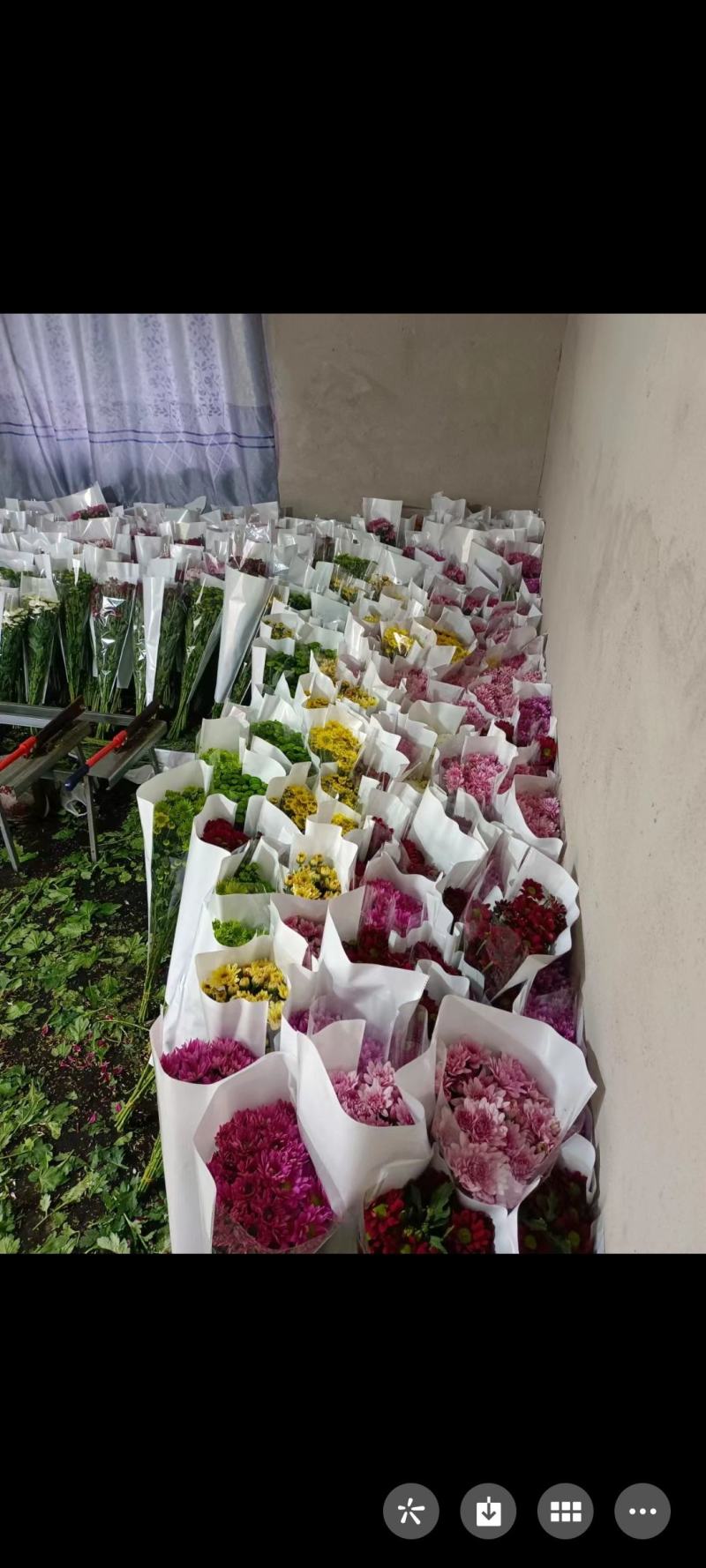 彩菊