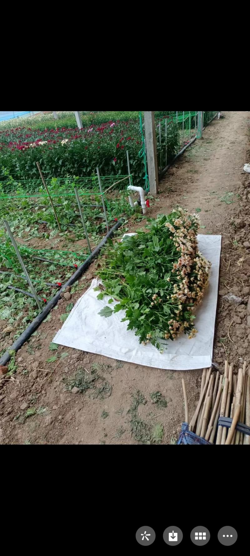 彩菊