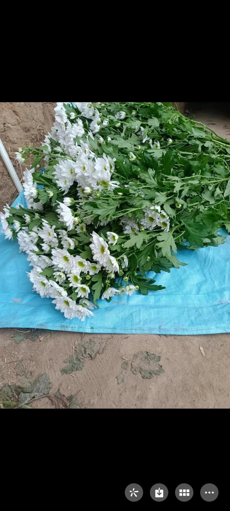 彩菊