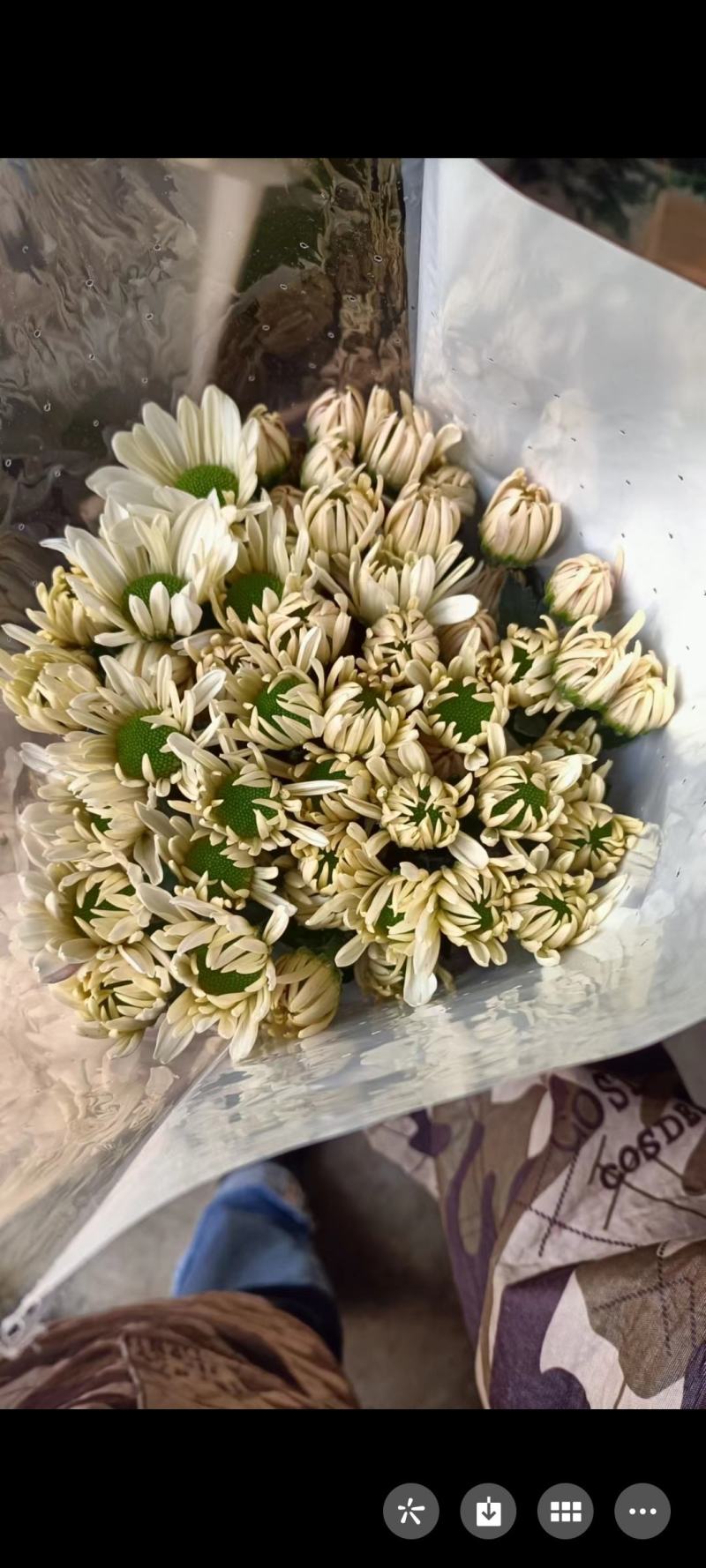彩菊