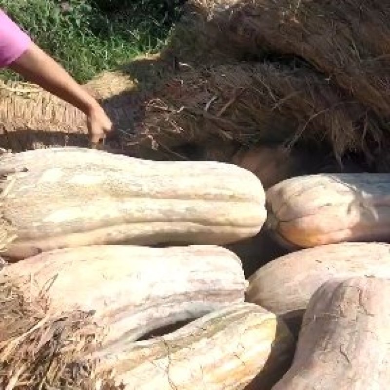 【推荐】河北蜜本南瓜基地直供量大从优欢迎来电咨询