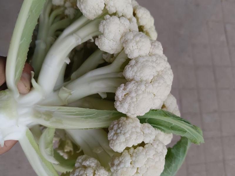 加工厂长腿散花，小米粒青梗无大根无叶长期现货
