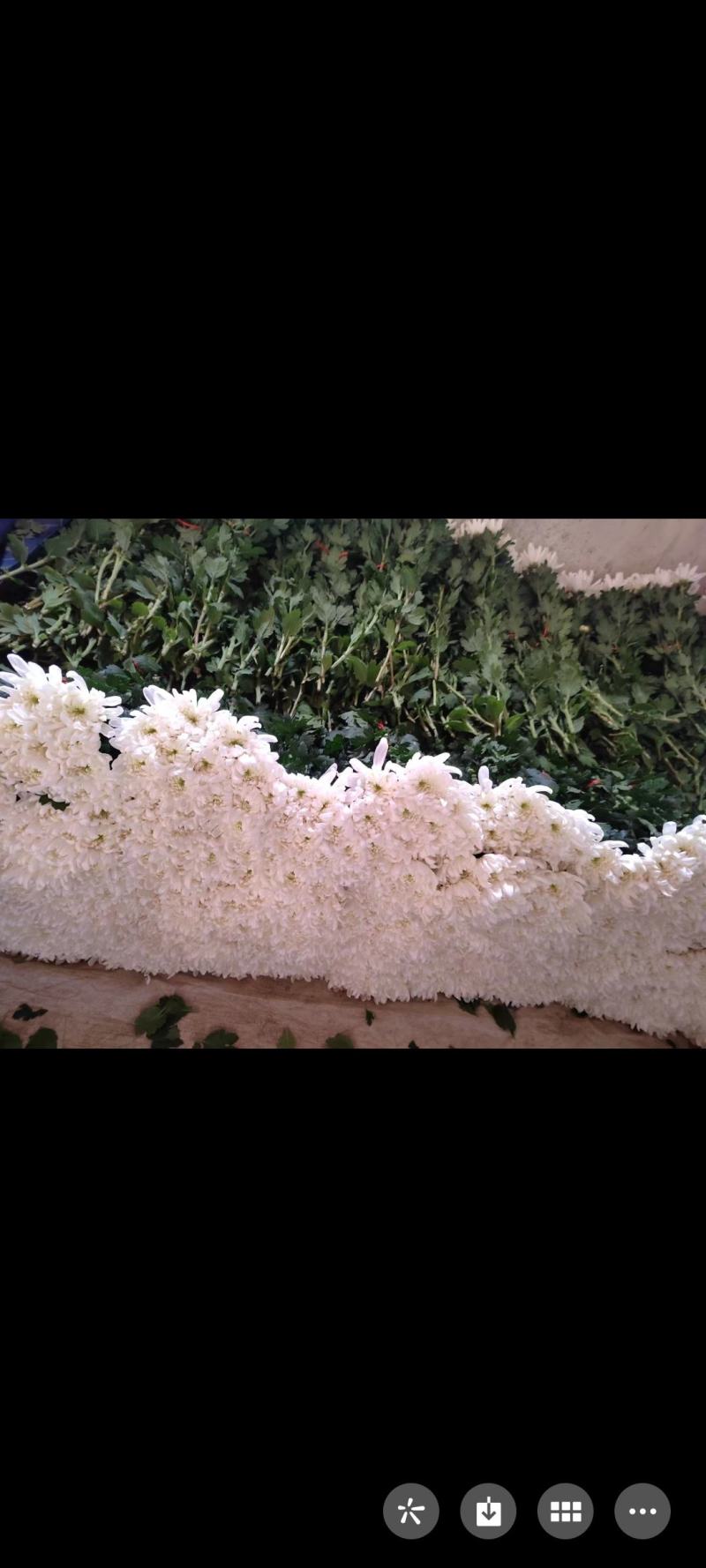 白菊