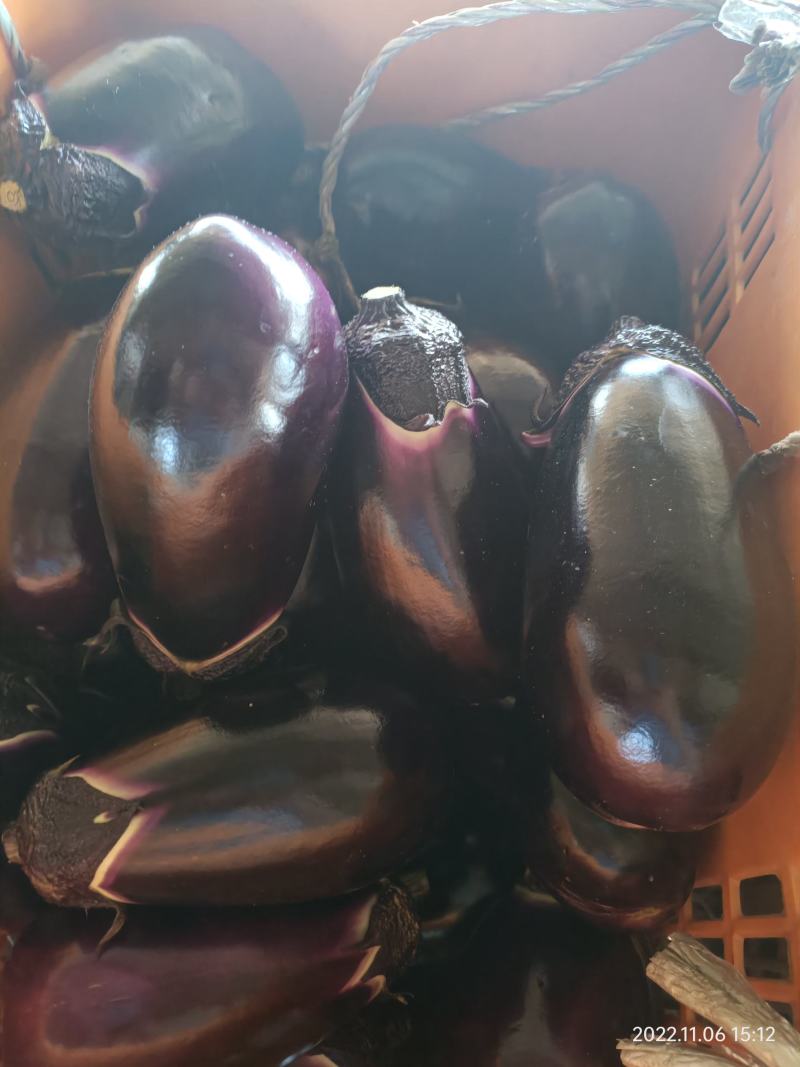 冠茄紫光茄子圆茄灯泡茄子新鲜茄子精品茄子