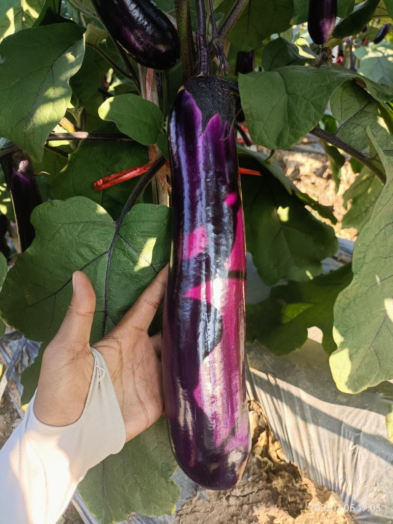 冠茄紫光茄子圆茄灯泡茄子新鲜茄子精品茄子