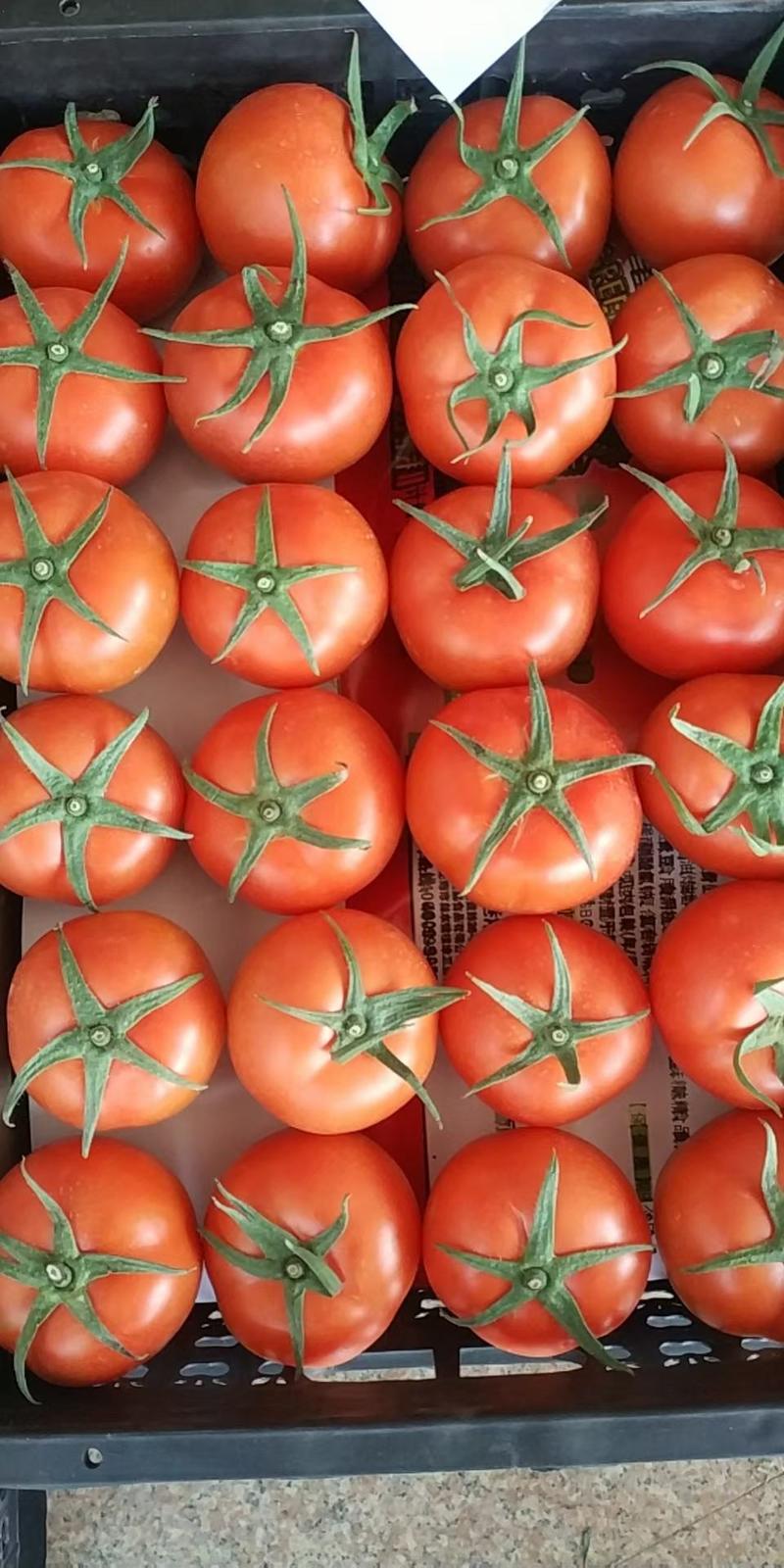 福建漳州西红柿，大红大量上市，欢迎广大老板前来采购！