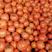 福建漳州西红柿，大红大量上市，欢迎广大老板前来采购！