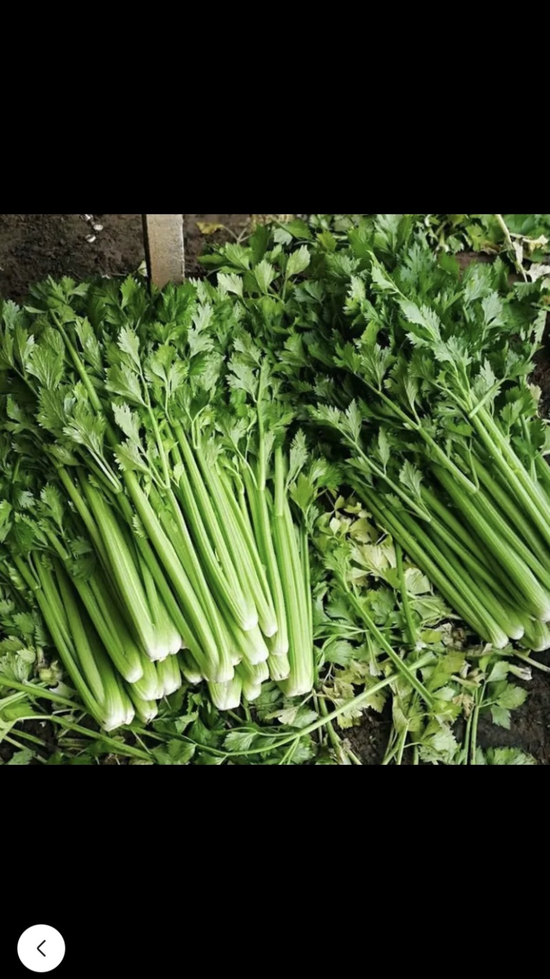 芹菜河北邯郸芹菜产地直发现割芹菜现发小芹菜长期供应