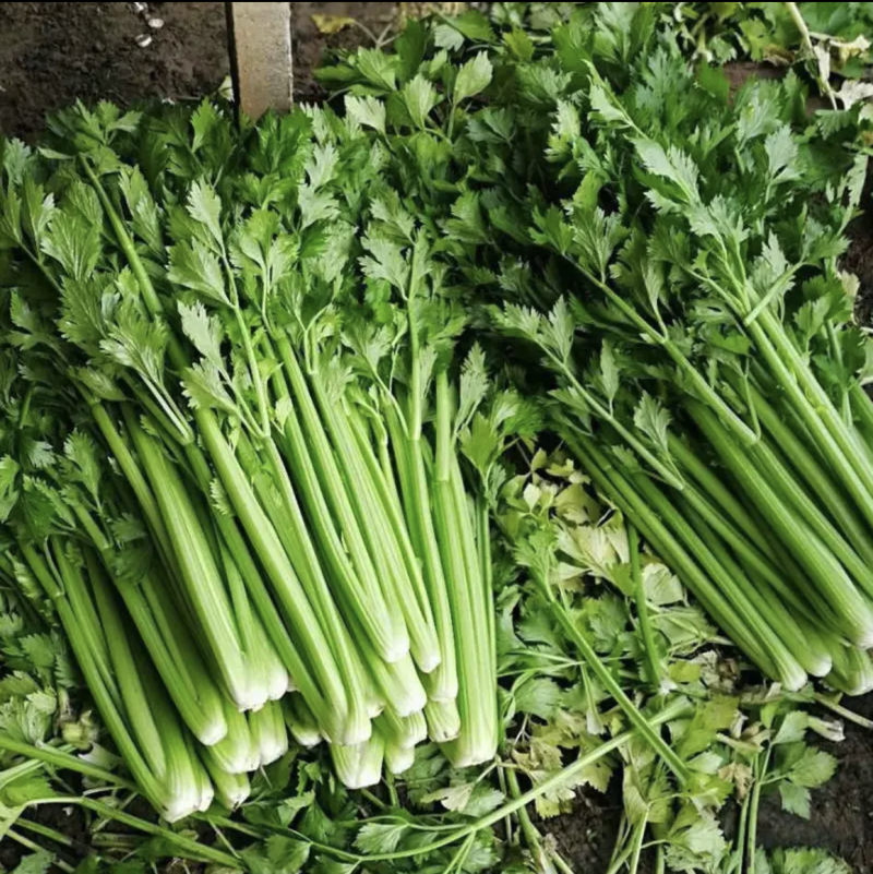 芹菜河北邯郸芹菜产地直发现割芹菜现发小芹菜长期供应