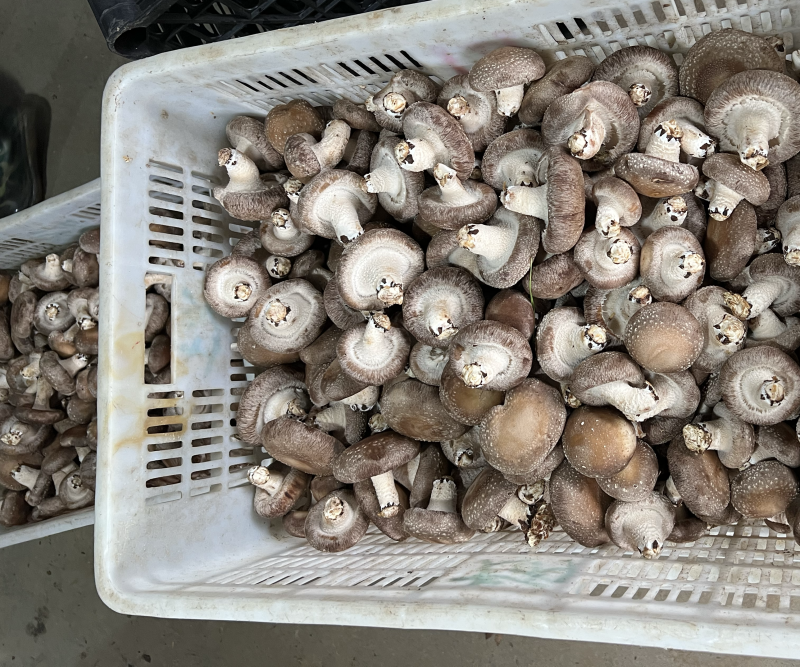 精品香菇大量供应