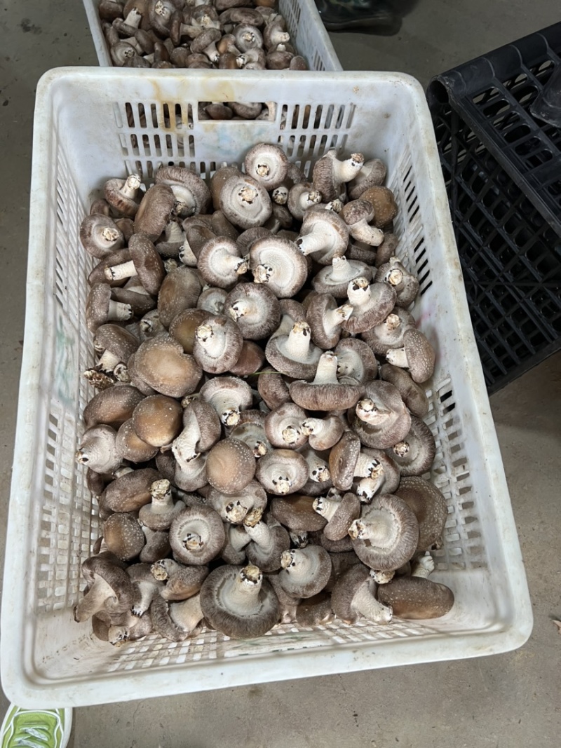 精品香菇大量供应